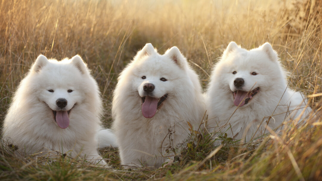 Russian store samoyed puppy